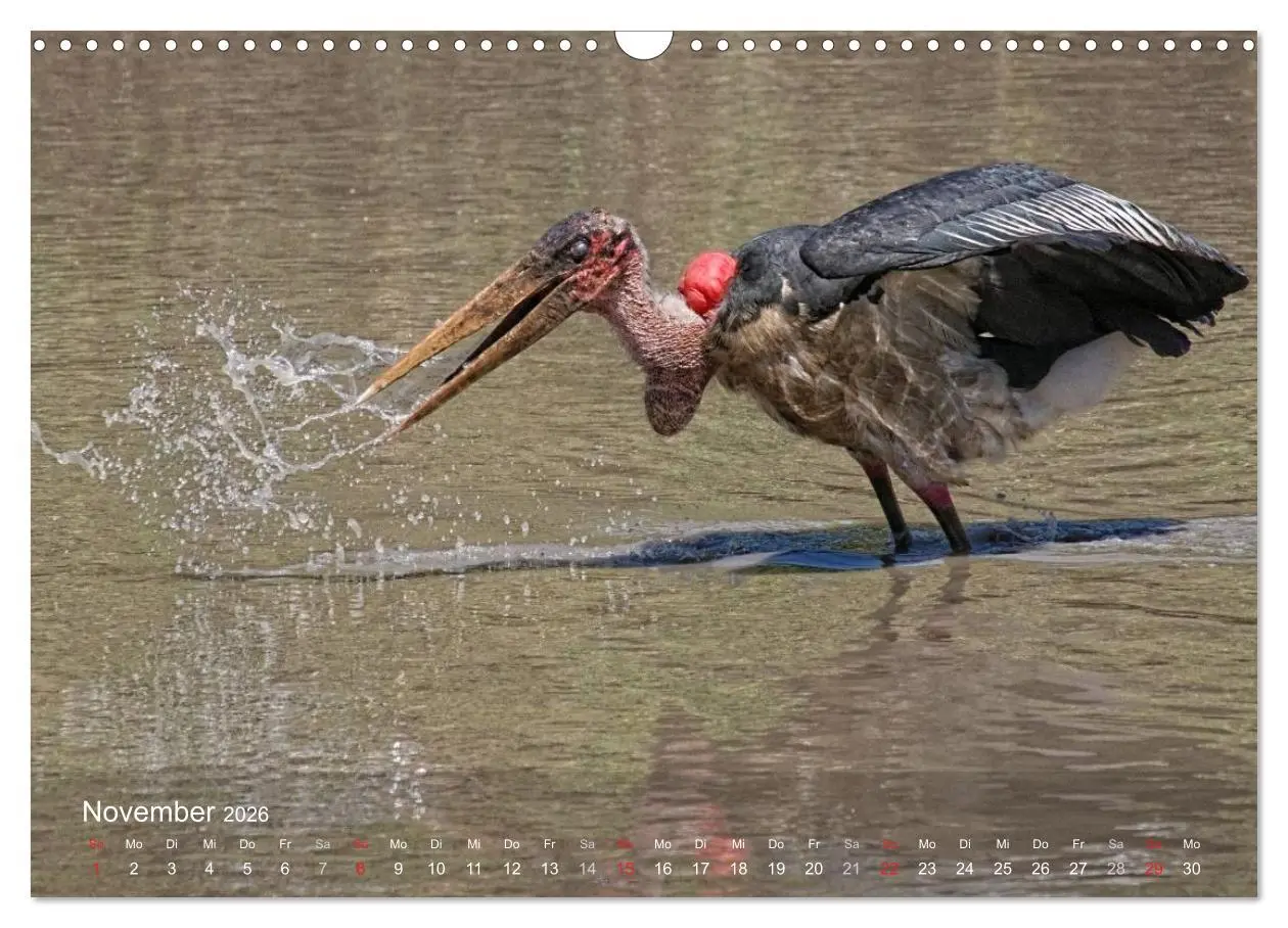 Bild: 9783516168716 | Zimbabwe (Wandkalender 2026 DIN A3 quer), CALVENDO Monatskalender